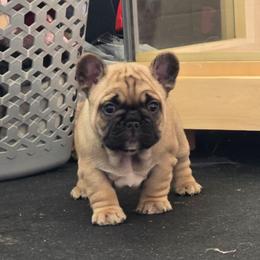 Regal - Fawn male French Bulldog puppy in Terrebonne, Oregon from Scherners Frenchie Frenz