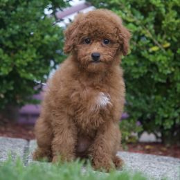 Leo - Red  male Poodle puppy in Belleville, New Jersey from TK Poodles