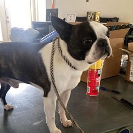 Raphael - Boston Terrier