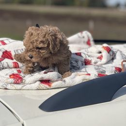 Oliver - Apricot male Poodle puppy in Carthage, Missouri from Hounds by Mishelle