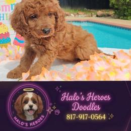 Joy - Red female Cavapoo puppy in Dallas, Texas from Halo's Heroes Doodles