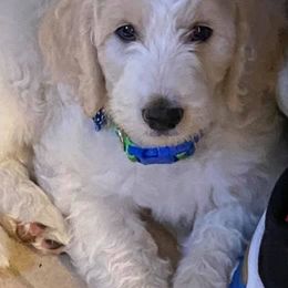 Goldendoodles from Doodle Love N More