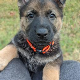 German Shepherd Puppies from Cintron K9