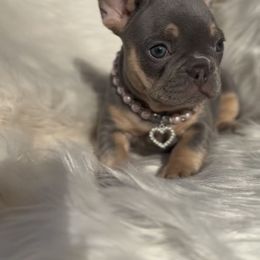 French Bulldog Puppies from House of Frenchies