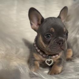 French Bulldog Puppies from House of Frenchies