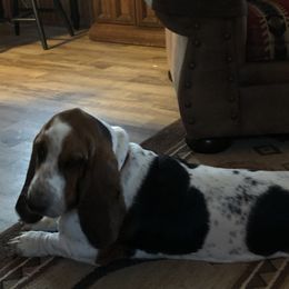 Basset Hound Puppies from Sage Acres