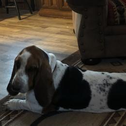 Basset Hound Puppies from Sage Acres