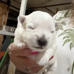 Girl 4 - White female West Highland White Terrier puppy in Edinburg, Texas from Mel’s Westies