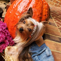 Lenox - Yorkshire Terrier