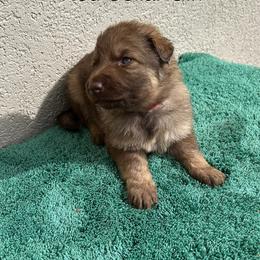 Red Collar Girl - Sable female German Shepherd puppy in Columbus, Mississippi from Olde Wolfe German Shepherds
