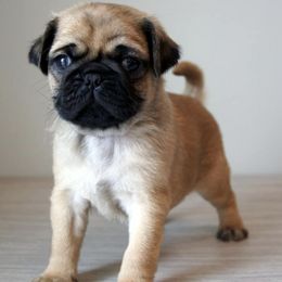 Pugs from Plum Creek Pugs