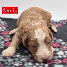 Boris - Red male Bernedoodle puppy in Neillsville, Wisconsin from Granton Creek