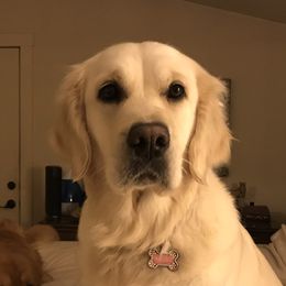 Molly - Golden Retriever