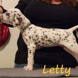 Girl 4 - White and liver brown Dalmatian puppy in Richmond, Virginia from Darrfield