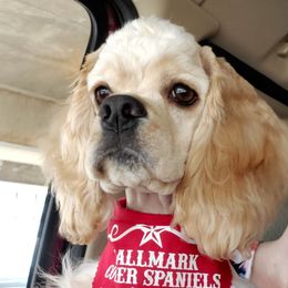 Cocker Spaniel Puppies from Hallmark Cocker Spaniels