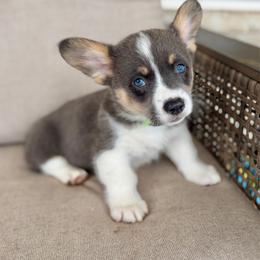 Sparky - Blue male Pembroke Welsh Corgi puppy in Norman, Oklahoma from Charm Farm Corgis