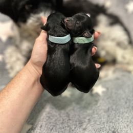 Snickers - Black male Havanese puppy in Orange, California from Havanese Bragger’s