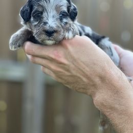 Storm Chaser - Aurora - Merle female Bernedoodle puppy in Charleston, South Carolina from Palm Belle Doodles