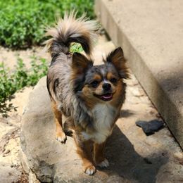 Tater - Chihuahua