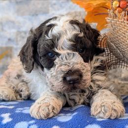 Shimmer - Brown roan male Lagotto Romagnolo puppy in West Jordan, Utah from Salt Lake Lagotto