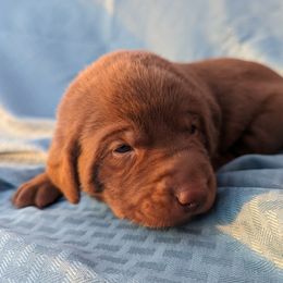 Dilute Retriever and Labrador Retriever Puppies from LC Hunting Labs, LLC.
