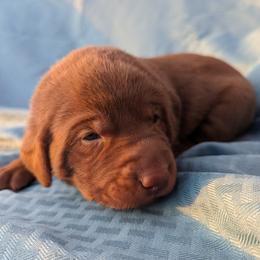 Dilute Retriever and Labrador Retriever Puppies from LC Hunting Labs, LLC.