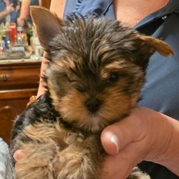 Pepper - Black and tan male Yorkshire Terrier puppy in Talladega, Alabama from Scott And Tammy's Lil Yorkies