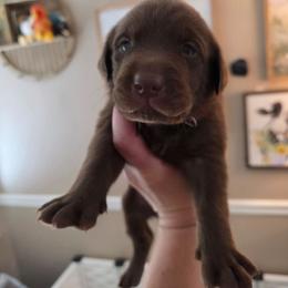 Newt - Chocolate male Labrador Retriever puppy in Bartlett, Tennessee from Red Hearts Labradors