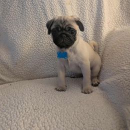 Pug Puppies from Lisa's Pugalicious Pugs