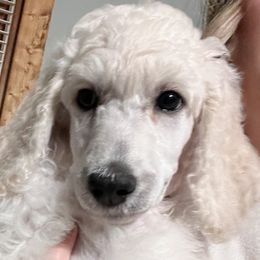 Lasagna - Blue Collar - Cream Poodle puppy in Rock Falls, Illinois from O'So Sharp Dogs