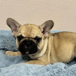 Female fawn - Fawn female French Bulldog puppy in Nevis, Minnesota from Faithful Acres French Bulldogs