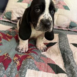 RETRO - Black and white male Basset Hound puppy in Letcher, Kentucky from Hackers Appalachian Basset Hounds