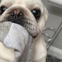 Pugs from Melissa's Pugs