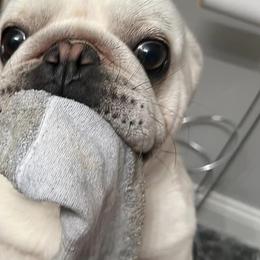 Pugs from Melissa's Pugs