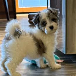 Lola - Merle female Maltipoo puppy in Wayland, New York from Loris Pampered Pooches💕