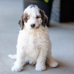 Jack Jack - Merle male Bernedoodle puppy in Camden, North Carolina from Luv My Doodle