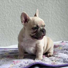 Royal Duke - Blue fawn male French Bulldog puppy in Conroe, Texas from Haynes French Bulldogs