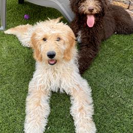 Bernedoodle and Goldendoodle Puppies from Dose of Doodles