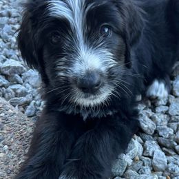 Crystal - Sheepadoodle puppy from Desert Lily Doodles