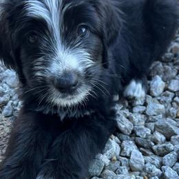 Crystal - Sheepadoodle puppy from Desert Lily Doodles