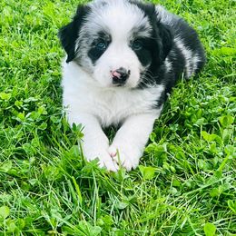 Australian Shepherd Puppies from Aussies Of Circle H