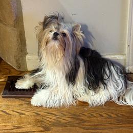 Chase - Biewer Terrier
