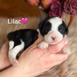 Lilac - Black tri-color female Aussiedoodle puppy in Lancaster, Minnesota from Finney Ranch