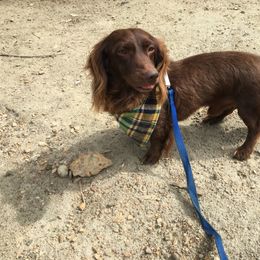 Phoenix - Dachshund