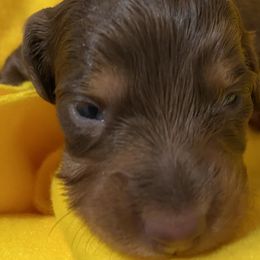 Ruby b - Chocolate and tan Dachshund puppy in Windsor, New York from Sweeney’s Weenie Dogs