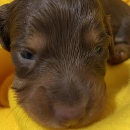 Ruby b - Chocolate and tan Dachshund puppy in Windsor, New York from Sweeney’s Weenie Dogs