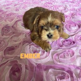 Lucky's Hot as Blazes (Ember) - Red sable female Havanese puppy in Fielding, Utah from LUCKY HAVANESE