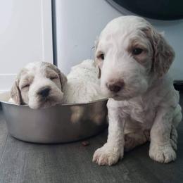 Goldendoodle Puppies from Mini Island Doodles