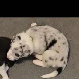 Joker - Blue merle male Border Collie puppy in San Tan Valley, Arizona from Sherry's Border Collies