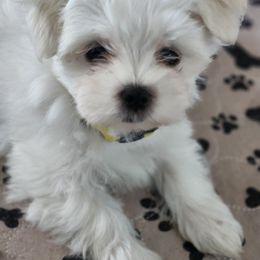 Maltese Puppies from My Precious pups